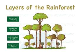 the 4 layers of the rainforest with
