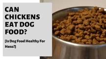 can-i-give-dog-food-to-my-chicken