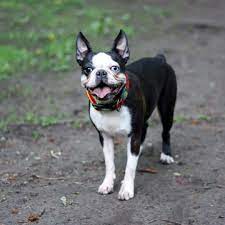 Search + more filter options. Why Does My Boston Terrier Have One Blue Eye Health Issues Boston Terrier Society