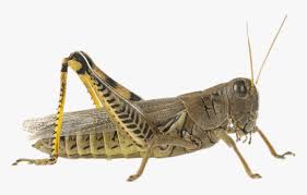 Different cricket species produce different types of sounds. Cricket Insect Png Transparent Png Kindpng