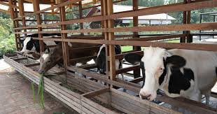 Kandang peternakan sapi limosin dan sapi simental • dalam membuat kandang peternakan sapi limosin dan sapi simental. Panduan Umum Ternak Sapi Perah Alam Tani
