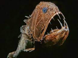 ماریانا؛ زیستگاه ترسناک‌ترین و ناشناخته‌ترین موجودات دریایی|خبر فوری