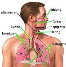 Untuk lebih jelasnya mengenai mekanisme pernafasan perut, perhatikan gambar berikut. Fungsi Organ Pernapasan Pengertian Sistem Mekanisme