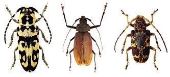type of beetles in a house how to