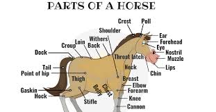 Parts Of A Horse Useful Horse Anatomy With Pictures 7 E S L