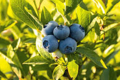 Are there any poisonous berries that look like blueberries?