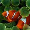 If you're looking for the best finding nemo wallpaper then wallpapertag is the place to be. 1