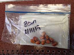 Germinate seeds 3x faster with more success in 1 day! Try This Trick To Test Old Seeds To See If They Will Grow Hello Homestead