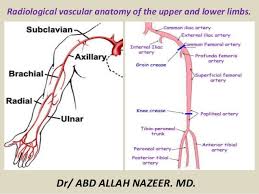 By definition, an artery is a vessel that conducts blood from the heart to the periphery. Presentation1 Pptx Radiological Vascular Anatomy Of The Upper And Lo