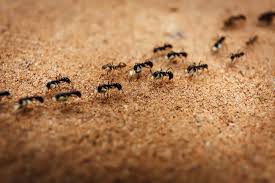 how to get rid of ants in walls ant