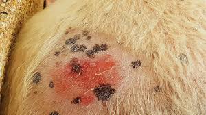 Because it's really easy to cut the skin — and painful. Hair Coat And Skin Conditions In Dogs