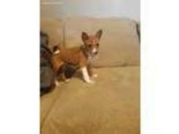 The modern basenji descends from dogs living in zaire in the 1930s. Puppyfinder Com Basenji Puppies Puppies For Sale Near Me In Wisconsin Usa Page 1 Displays 10