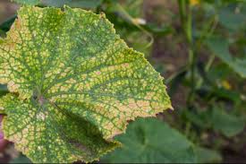 Check spelling or type a new query. How To Get Rid Of Spider Mites On Indoor And Outdoor Plants