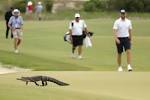Animals on golf courses | CNN