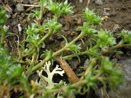 File:Scleranthus polycarpos stem (01).jpg - Wikimedia Commons