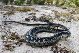 Texas garter snakes are a terrestrial species. The Eastern Garter Snake A Common Garden Snake Oakland County Blog