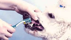 cat or dog s periodontal disease