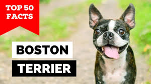 99 of boston terrier owners don t know