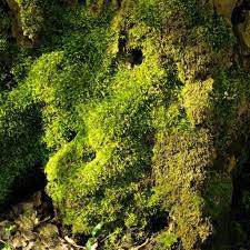 the science of carpet moss habitat