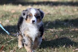 A place for really cute pictures and videos!. Blue Elk Aussies Home