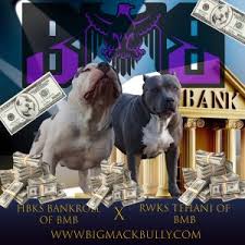 American pit bull terrier temperament clownish. For Sale In Colorado Big Mack Bully Ranch American Bully Xxl Pitbull Breeder