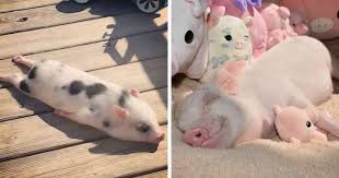 40 breakingly cute pigs you need