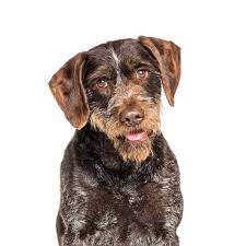 german wirehaired pointer breed info