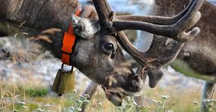 what do reindeer eat 7 important foods