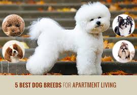 5 best dog breeds for apartment living