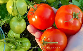 how to grow tomatoes in arizona 10