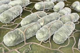 Salmonella bacteria typically live in animal and human intestines and are shed through feces. Salmonella In Horses Symptoms Causes Diagnosis Treatment Recovery Management Cost