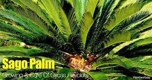 Sago Palm Cycas Revoluta Growing And Care Guide