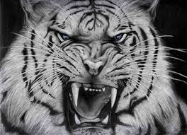 Image result for white tiger