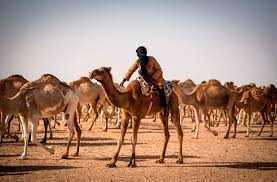 Camel milk is the basic food of the somali people, and many nomad tribes of the desert depend on the camels, like the tuaregs of sahara and arab bedouins, for transporting 4.camels are gregarious and well adapted to their environment, the desert. Camel Herding In Western Sahara A Passion With Pedigree Arab News