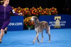 2021 National Dog Show Winner: Claire ...