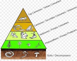 Image result for food pyramid ecology