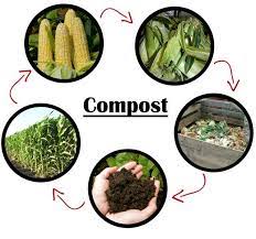 Growing With Homemade Compost