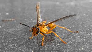 Image result for wasp