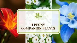 11 Peony Companion Plants The Best
