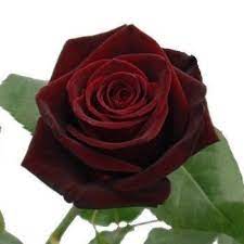 dark red rose black bacara