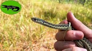 garter snakes actually have venom