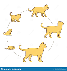Round Stages Of Cat Growth Set From Kitten To Adult Cat