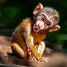 cute baby monkey by silvio schoisswohl