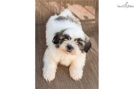 The shih tzu is a sturdy, lively, toy dog with a long flowing double coat. Otis Shih Tzu Puppy For Sale Near Youngstown Ohio C87a2f09 99d1