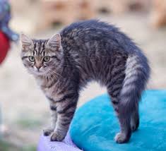 feline hyperesthesia syndrome fhs in cats