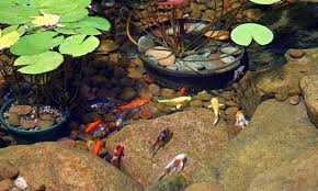 New Pond Fish Care Instructions