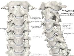 The cervical spine encompasses seven . The Joints Of The Spine The Intervertebral Discs