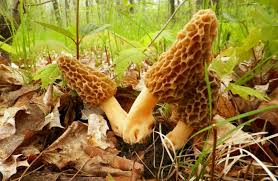 The 10 Best Places To Find Morel Mushrooms