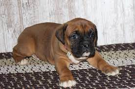 Don't see what you're looking for? Trooper A Bright New Boxer Puppy For Sale In Grabill Indiana Find Cute Boxer Puppies And Responsible Boxer Puppies Boxer Puppies For Sale Puppies For Sale