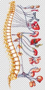 Autonomic Nervous System Spinal Cord Human Body Vertebral